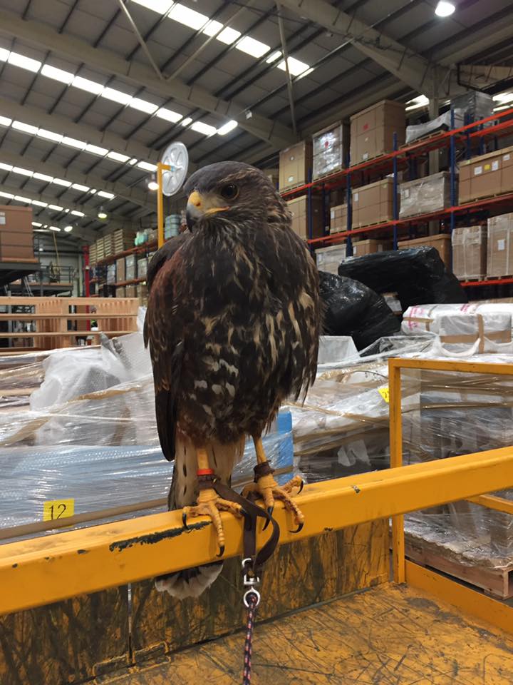 15134608_349196608776474_7913435221187316602_n