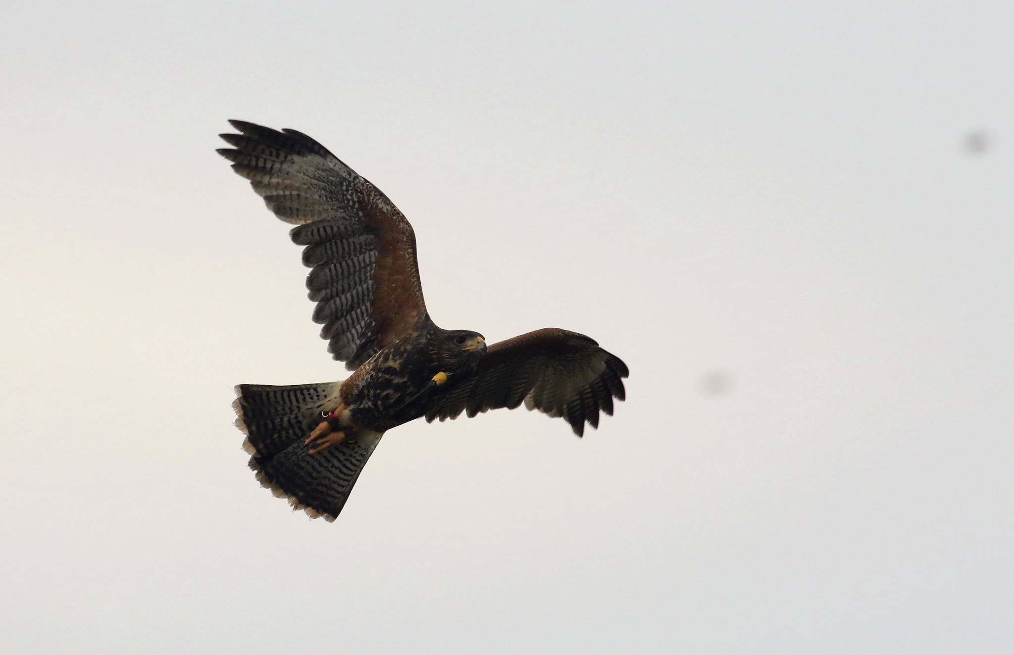 15577983_365285923834209_7290124521412778492_o