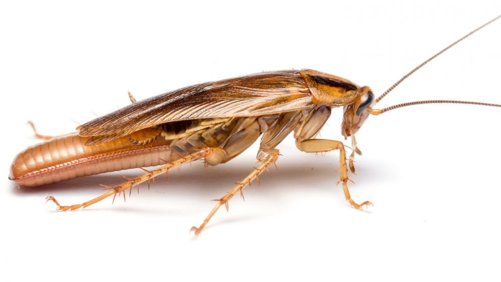 cockroach