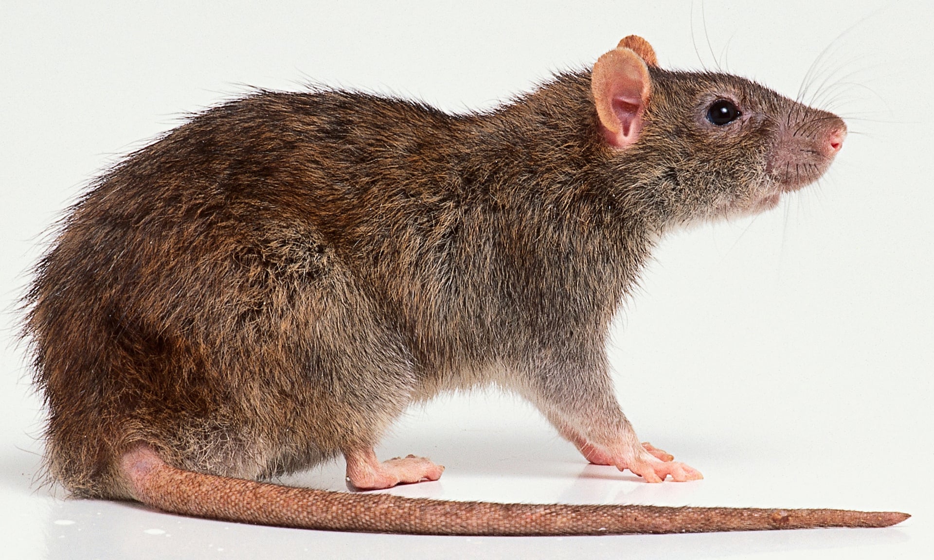 rat